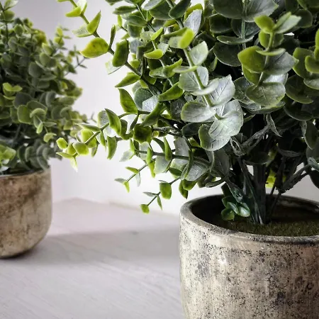 Club Playa Flores 101 טורמולינוס